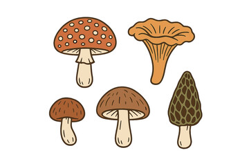 Various types of mushrooms illustrated in a colorful and simple style, showcasing their unique shapes and colors