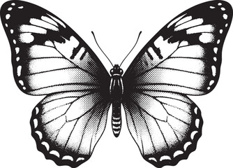 Black and White Butterfly with Detailed Wing Patterns in Illustration insect lepidoptera
