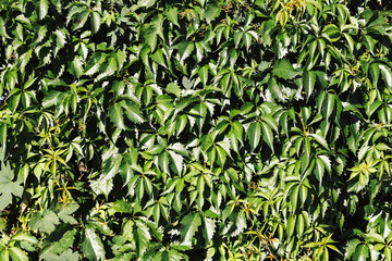 Lush green foliage leaves. Natural plant background texture. Dense growth with sunlight. Outdoor environment with greenery. Ecology and botany concept. Fresh healthy vegetation closeup nature view.