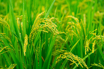 Rice. A large area of rice seedlings growing in the fields of Korea.