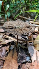 Close-up of a wild mushroom featuring dark brown concentric rings on its round cap, growing naturally in a tropical rainforest of West Kalimantan.