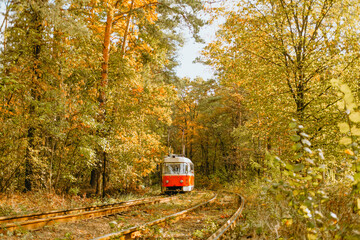 Vintage tram travels through autumn forest on abandoned railway tracks