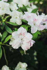 White Azalea Flowers in a Greenhouse