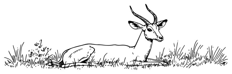 Resting gazelle lying gracefully in tall savanna grass – tranquil antelope wildlife sketch illustration © Luka