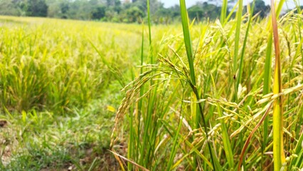 Yellow rice on a sunny day