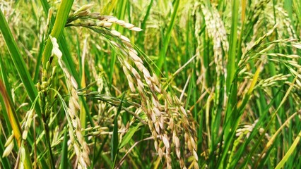 rice field in the wind
