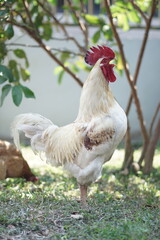 Fat Rooster Crowing in the Morning – Close Up Farmyard Chicken
