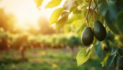 Ripe avocados hang from a branch on a sunny avocado orchard