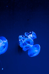 Group of Spotted Jellyfish drifting in open blue water for tropical marine life and underwater...