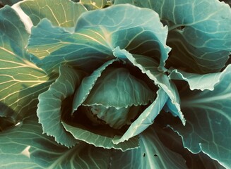 Fototapeta premium Cabbage growing in the garden