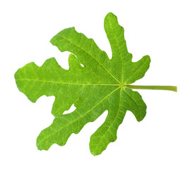 Leaf of fig plant isolated on white
