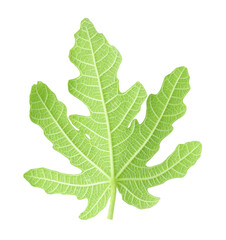 Leaf of fig plant isolated on white