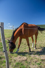 Horses grazing on green pastures