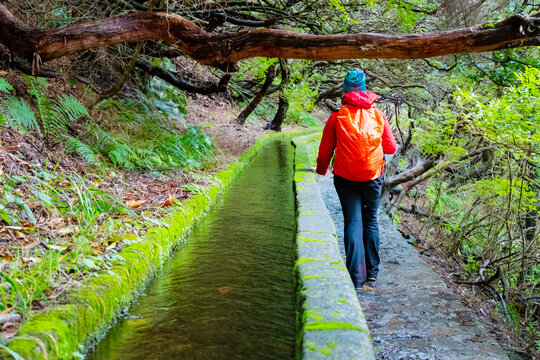 Hiker in red jacket exploring a scenic levada trail surrounded by twisted forest trees in Madeira. The nature walk provides a peaceful and adventurous experience