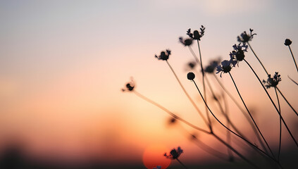 Silhouettes of dry flowers against a sunset sky