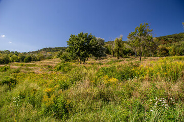 Natural landscape - meadow of Western Slovakia