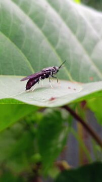 black soldier fly on a leaf