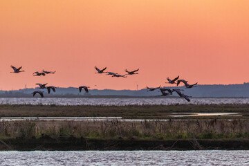 Vor Sonnenaufgang fliegende Kraniche am Bodden vor Zingst.
