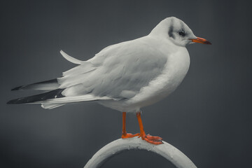 Elegant Seagull Perched on Rail with Selective Color