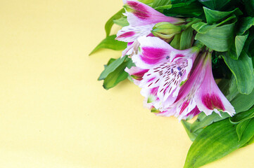 Alstroemeria flowers close-up on a light background