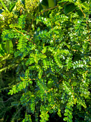 Close up of vibrant green shrub foliage in sunlight