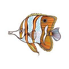 Copperband Butterflyfish. Vector isolated element for design on white. Perfect for menu decoration, invitation, card, poster and as a design element.