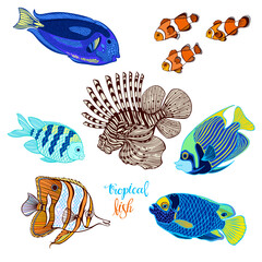 Bright tropical fish. Vector isolated elements for design on white. Perfect for menu decoration, invitation, card, poster and as a design element.