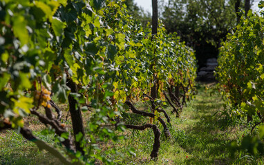 Vineyard with rows of lush green grapevines under the sunlight, supported by wooden posts. The twisted vines contrast with the vibrant leaves. Grass grows between the rows, adding natural beauty.