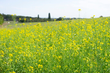 Bright yellow flowers in a vast rural field under a clear blue sky