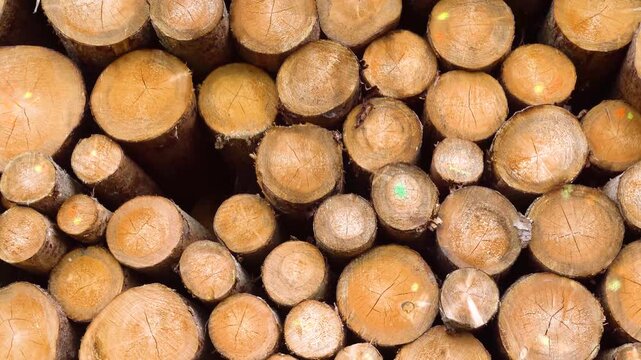 Auf einem Lagerplatz liegen die Holzst&auml;mme aus einer Forstwirtschaft zur Weiterverarbeitung in einem S&auml;gewerk