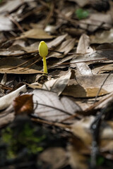 Yellow mushroom among the leaves.