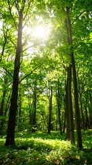 Obraz premium Lush green forest with sunlight filtering through