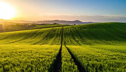 Sunrise over rolling green fields with a path