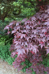 Acer palmatum 'Bloodgood' &ndash; Japanischer F&auml;cherahorn