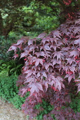 Acer palmatum 'Bloodgood' &ndash; Japanischer F&auml;cherahorn