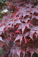 Acer palmatum 'Bloodgood' &ndash; Japanischer F&auml;cherahorn