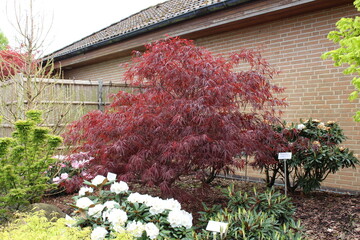 Acer palmatum 'Enkan' &ndash; Japanischer F&auml;cherahorn
