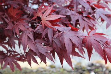 Acer palmatum 'Granat' &ndash; Japanischer F&auml;cherahorn