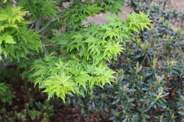 Acer palmatum 'Ojishi' – Japanischer Fächerahorn