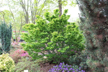 Acer palmatum 'Ojishi' &ndash; Japanischer F&auml;cherahorn