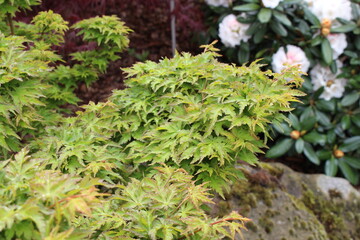 Acer palmatum 'Ojishi' &ndash; Japanischer F&auml;cherahorn