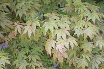 Acer palmatum 'Osakazuki' &ndash; Japanischer F&auml;cherahorn