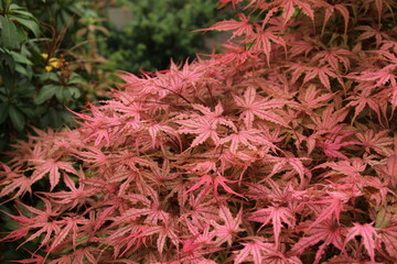 Acer palmatum 'Olsen's Frosted Strawberry' &ndash; Japanischer F&auml;cherahorn