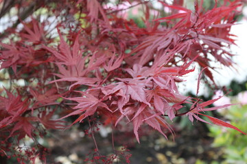Acer palmatum 'Pevé Dave' &ndash; Japanischer F&auml;cherahorn