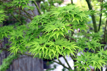 Acer palmatum 'Seiun-kaku' &ndash; Japanischer F&auml;cherahorn