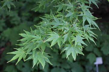 Acer palmatum 'Sangokaku' &ndash; Japanischer F&auml;cherahorn