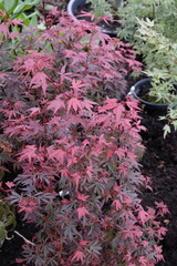 Acer palmatum 'Shaina' &ndash; Japanischer F&auml;cherahorn
