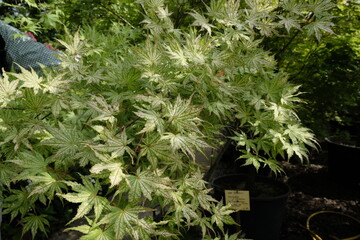 Acer palmatum 'Shigitatsu-sawa' &ndash; Japanischer F&auml;cherahorn