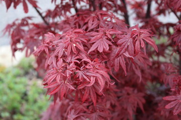 Acer palmatum 'Skeeter's Broom' – Japanischer Fächerahorn
