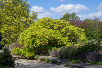 Acer palmatum – Japanischer Fächerahorn